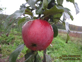 ОКТЯБРЕНОК  фото яблока
