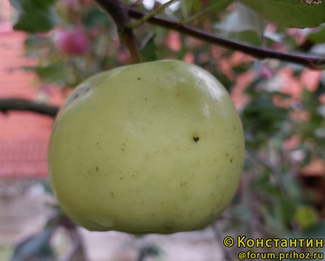 ОЗАРК ГОЛД фото яблока