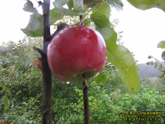 Рубинстеп фото плодов