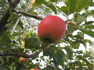 ЦВЕТ КАРОЛИНЫ фото яблока