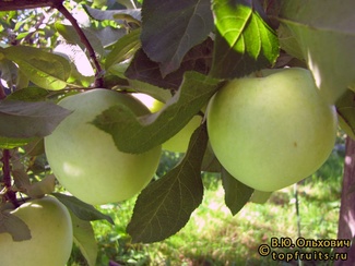 Эрли Фри Голд фото яблок