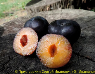Воронежская область Эльдорадо фото плодов