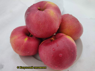 Белорусское малиновое яблоки