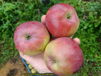 Белорусское сладкое фото яблок