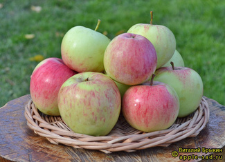 Боровинка яблоки фото
