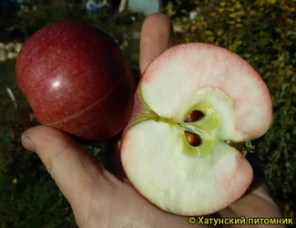 Весялина фото яблок