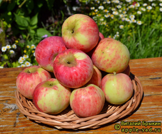 Мальт багаевский фото яблок