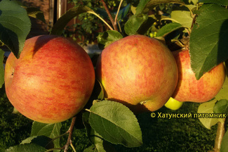 Орлинка фото яблок