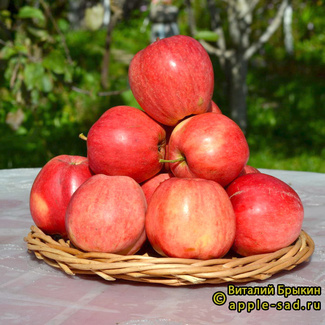 Пепин шафранный фото яблок