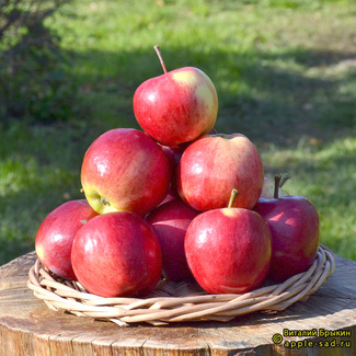 Россошанское полосатое фото яблок