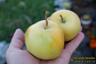 Свердловчанин фото яблок
