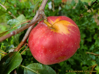 Свитанго фото яблока