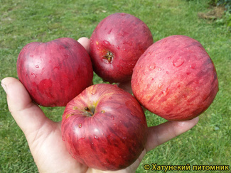 Уэлси фото яблок