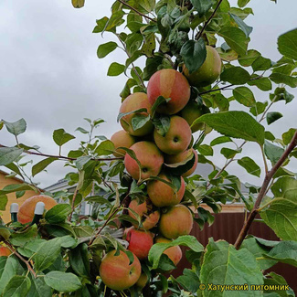 ХонейКрисп фото яблок