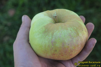 Богатырь фото яблок