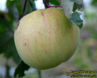БОЛОТОВСКОЕ фото яблок