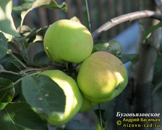 Бузовьязовское фото яблок
