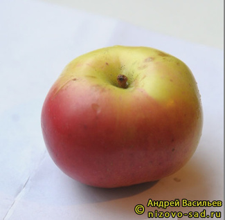 Викор фото яблока
