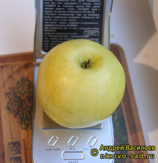 Голден Владимирский яблоко