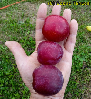 Заря Кубани фото плодов