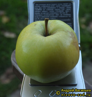 Калужанка фото яблока