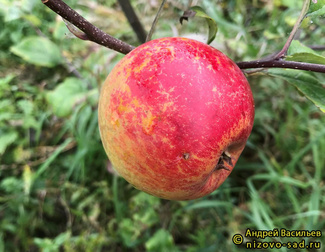 Краса Свердловска фото яблока