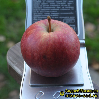 Красавита фото яблока