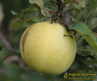 Народное фото яблока