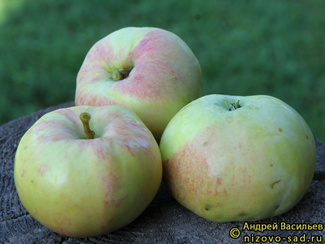 Орловим фото яблок