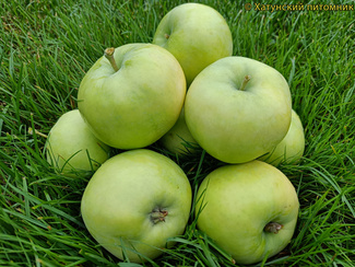 осиповское фото яблок