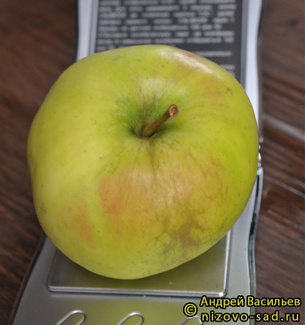Синап Орловский фото яблока