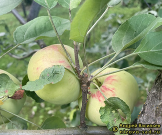 Сокол ясный фото яблок