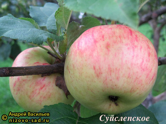 Малиновка фото яблок