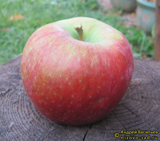 ХонейКрисп фото яблока