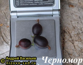 Черномор фото ягод крыжовника