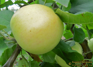 ЮБИЛЯР фото яблока