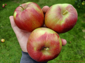 коваленковское яблоки