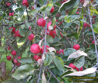 Яблоня Недзвецкого фото яблок