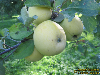 Славянка фото яблок
