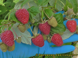 Карамелька фото ягод малины