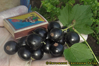 Литвиновская фото ягод