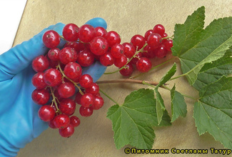 Святомихайловская фото ягод смородины