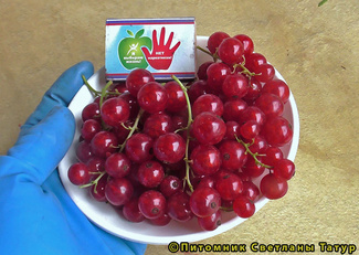Святомихайловская фото ягод смородины
