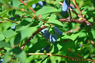 Синичка фото ягод жимолости