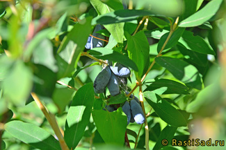 Синичка фото ягод жимолости