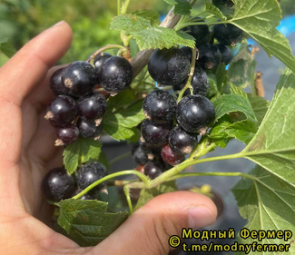 Литвиновская фото ягод смородины