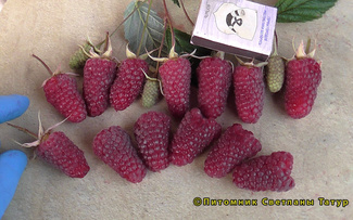 Малиновая Гряда фото ягод малины