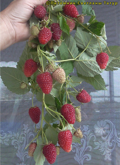 Нижегородец - фото ягод малины