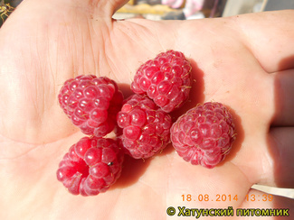 Поклон Казакову фото ягод