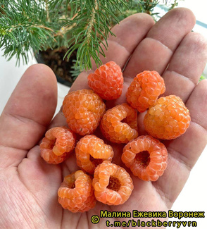 Янтарь фото ягод малины